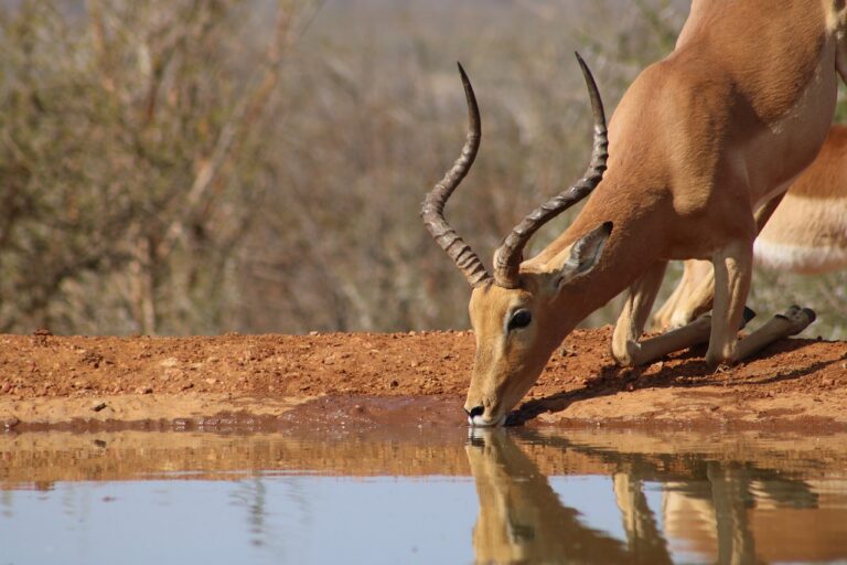Impalas en tours y safaris por Tanzania