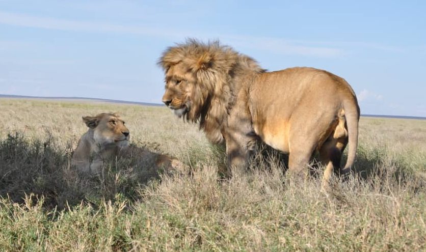 Grandes felinos de Tanzania: leones