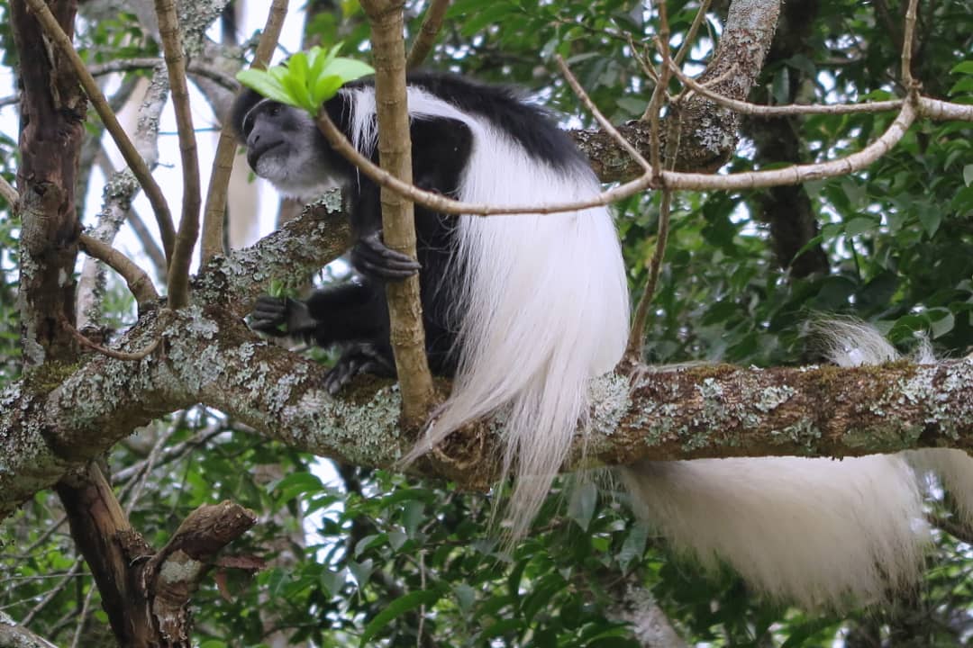 Primates arborícolas de Tanzania: colobus