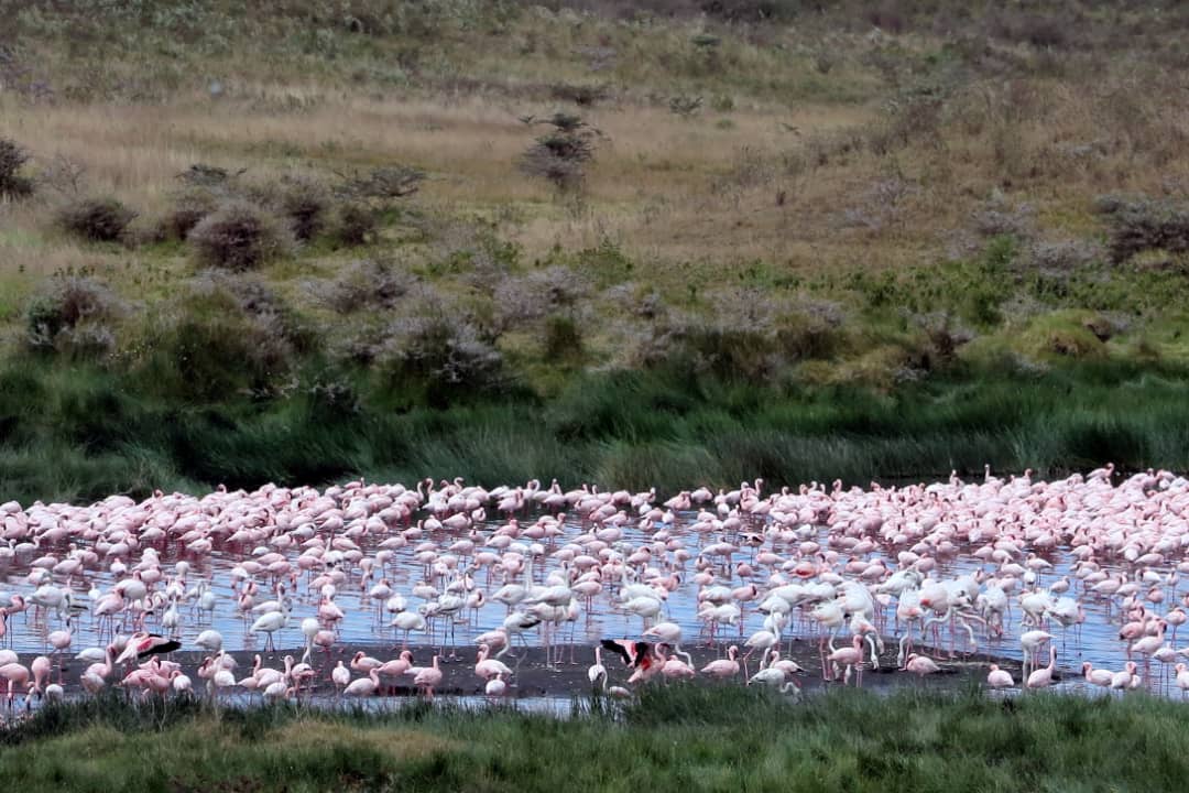 Birds of Tanzania: flamingos