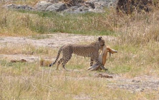 Grandes felinos de Tanzania: guepardos