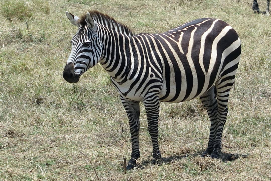 Hoofed mammals of Tanzania: common zebra