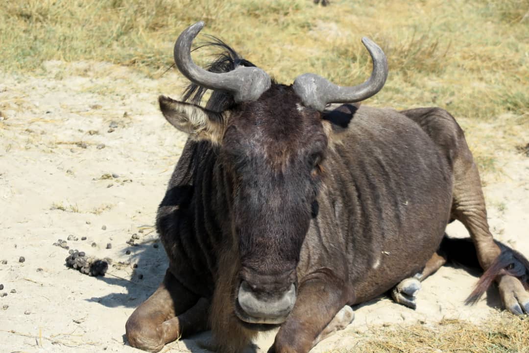Ruminant mammals of Tanzania: wildebeest