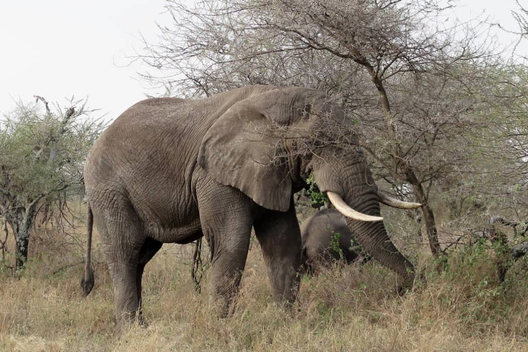 Mamíferos ungulados de Tanzania: elefante africano