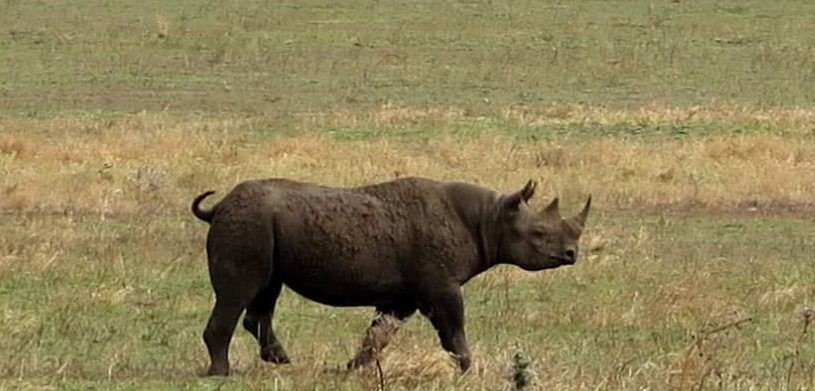 Mamíferos ungulados de Tanzania: rinoceronte negro