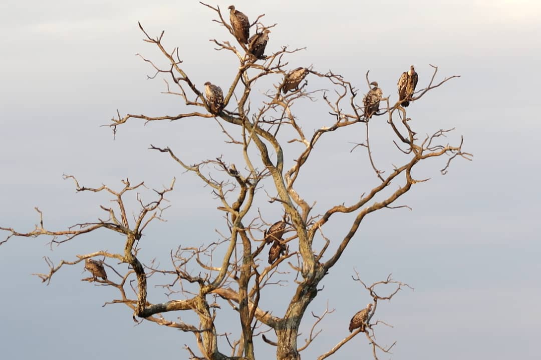 Aves de Tanzania: buitres