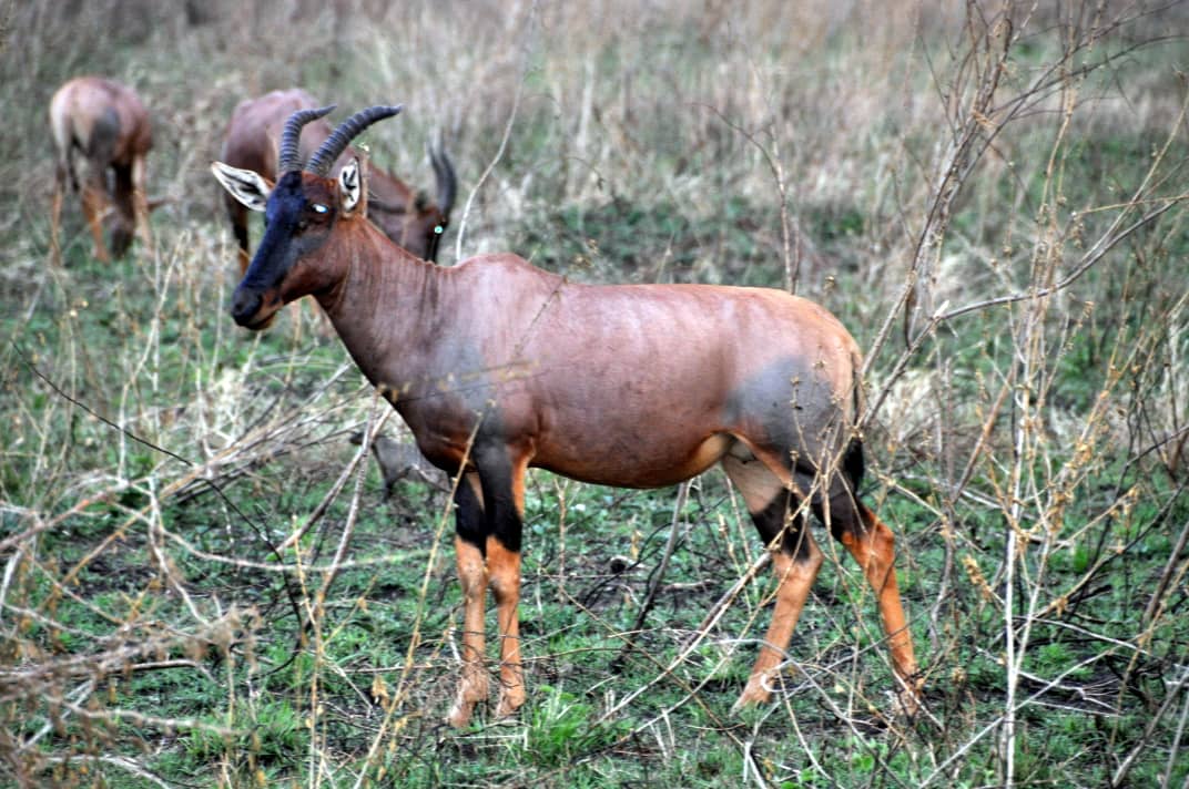 Hoofed mammals of Tanzania: topi