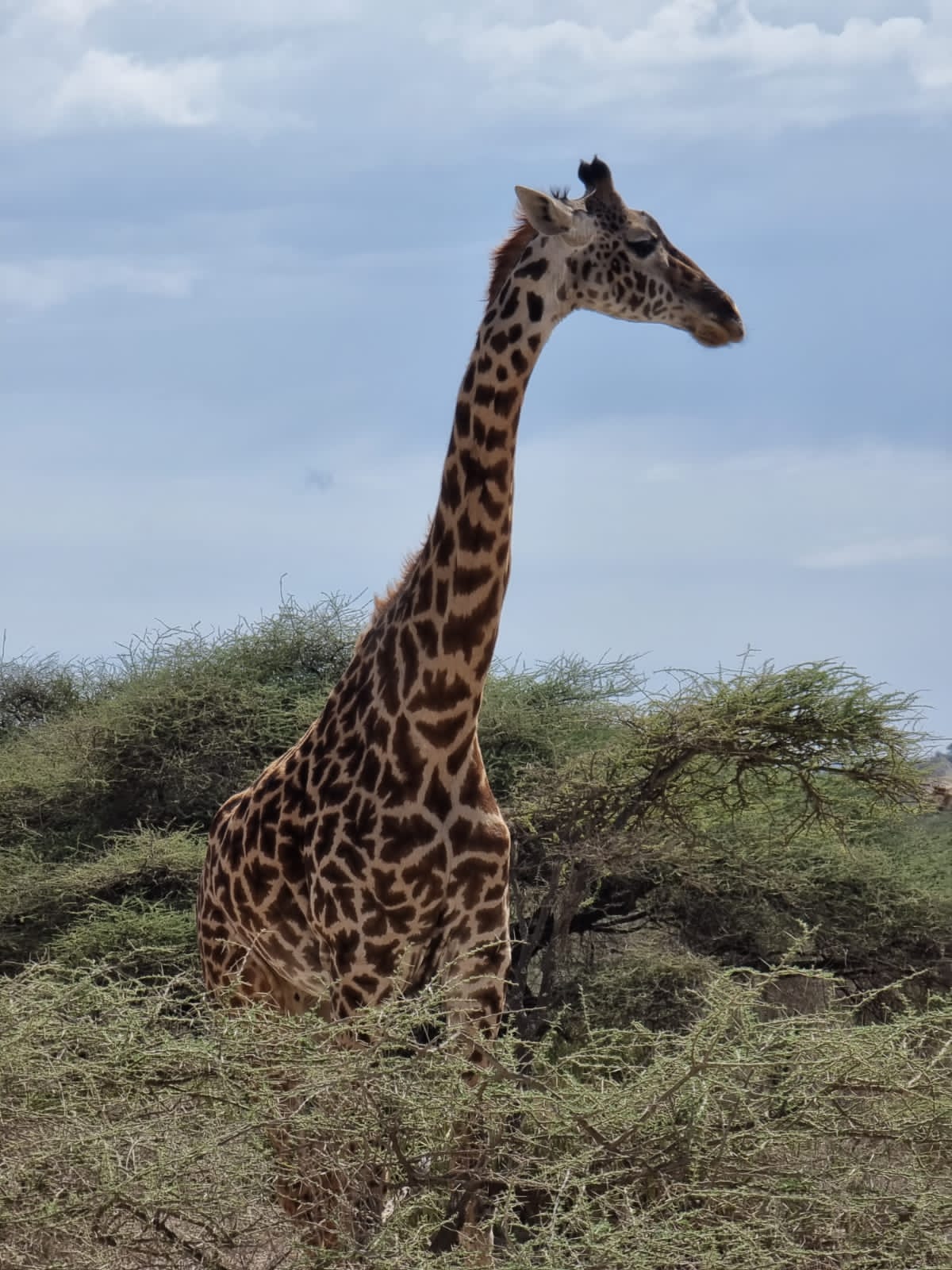 Mamíferos ungulados de Tanzania: jirafa Masai