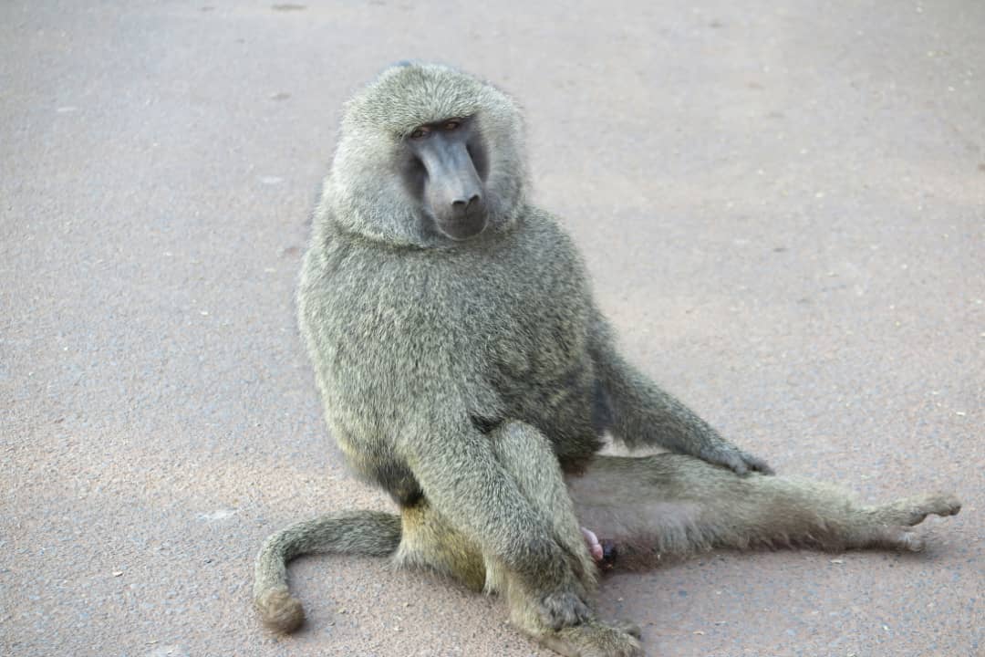 Primates terrestres de Tanzania: papión oliva