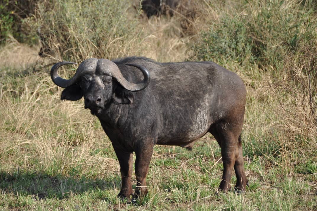 Mamíferos rumiantes de Tanzania: búfalo cafre