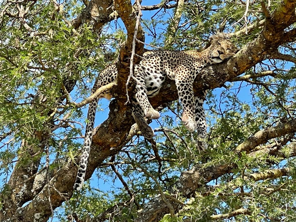 Grandes felinos de Tanzania: leopardos