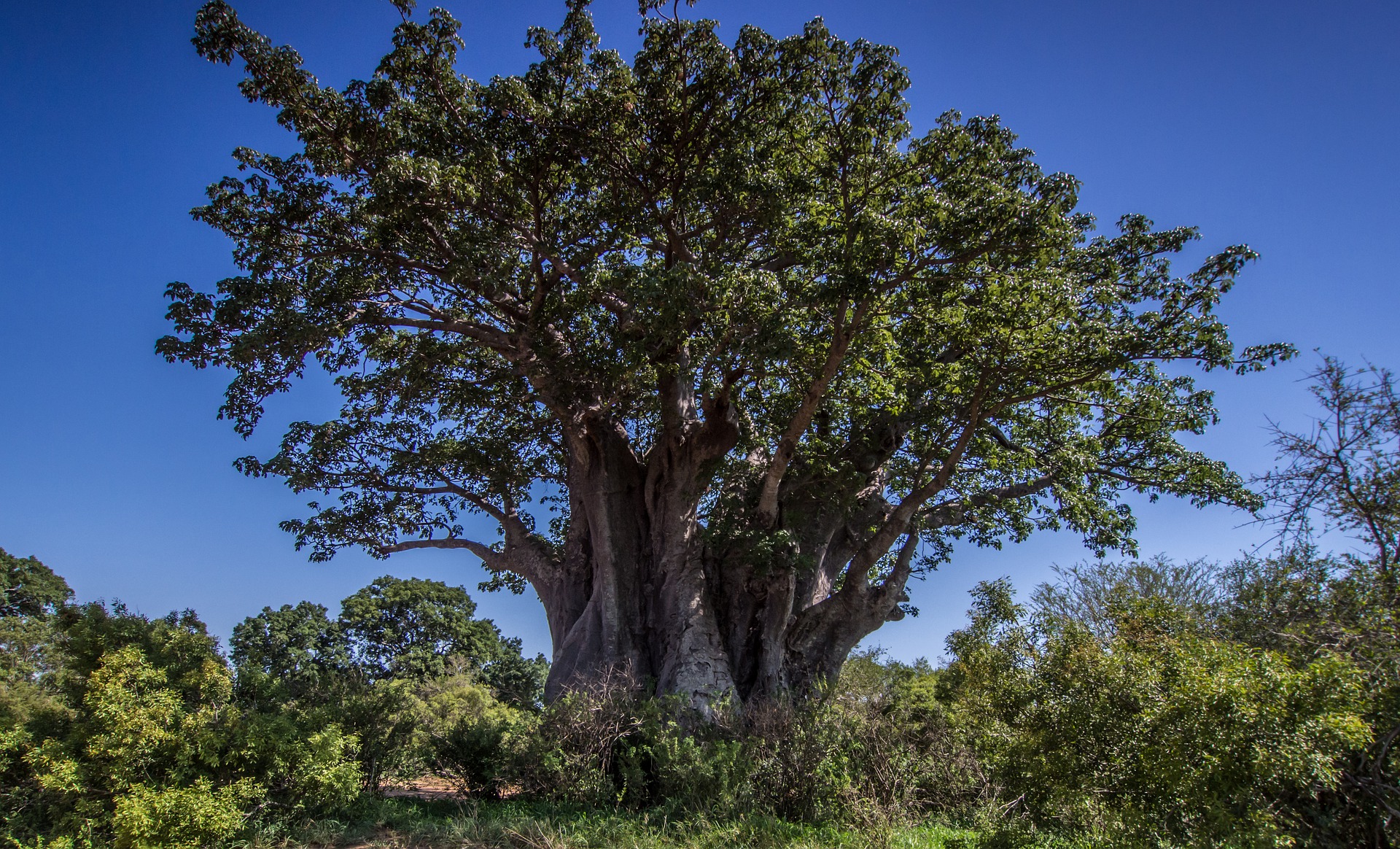 Flora of Tanzania - Baobab, the most iconic and of enormous proportions