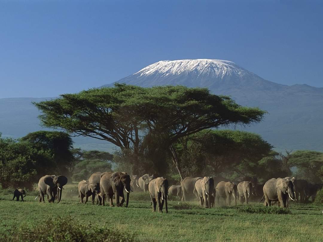 El monte Kilimanjaro en safari por Tanzania