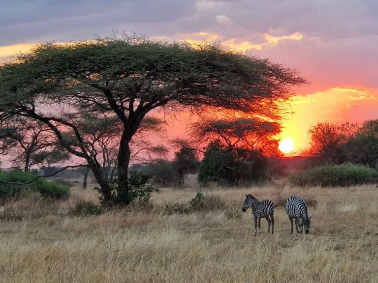 Serengeti - Safaris África United