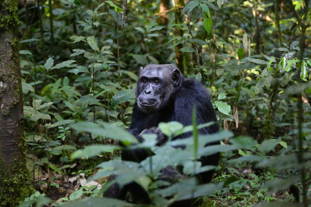Primates terrestres de Tanzania: chimpancés