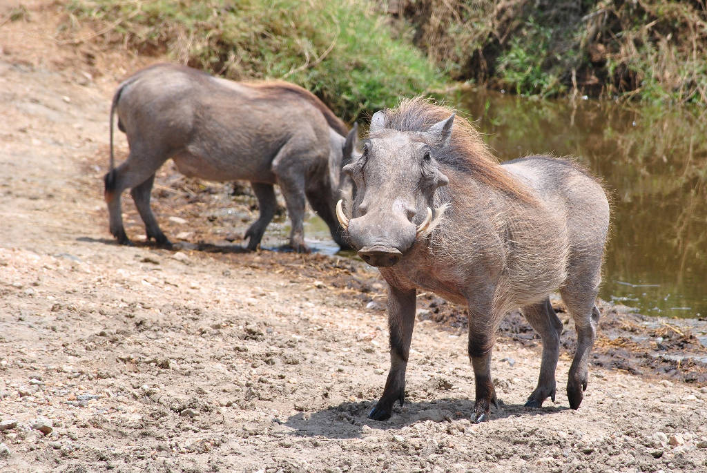 Hoofed mammals of Tanzania: warthogs