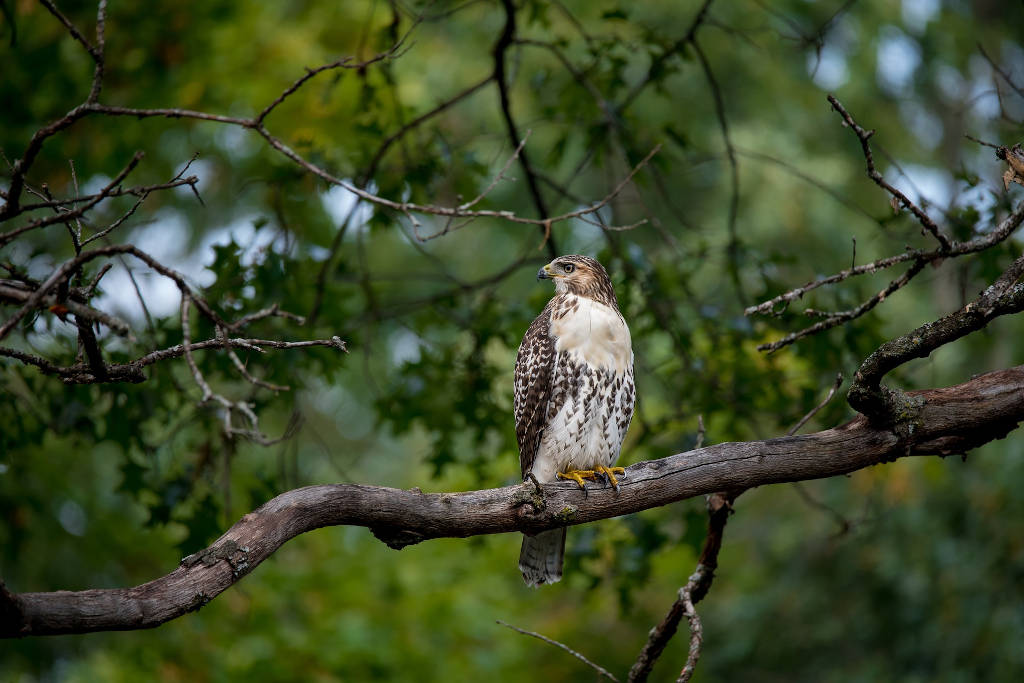 Birds of Tanzania: falcons