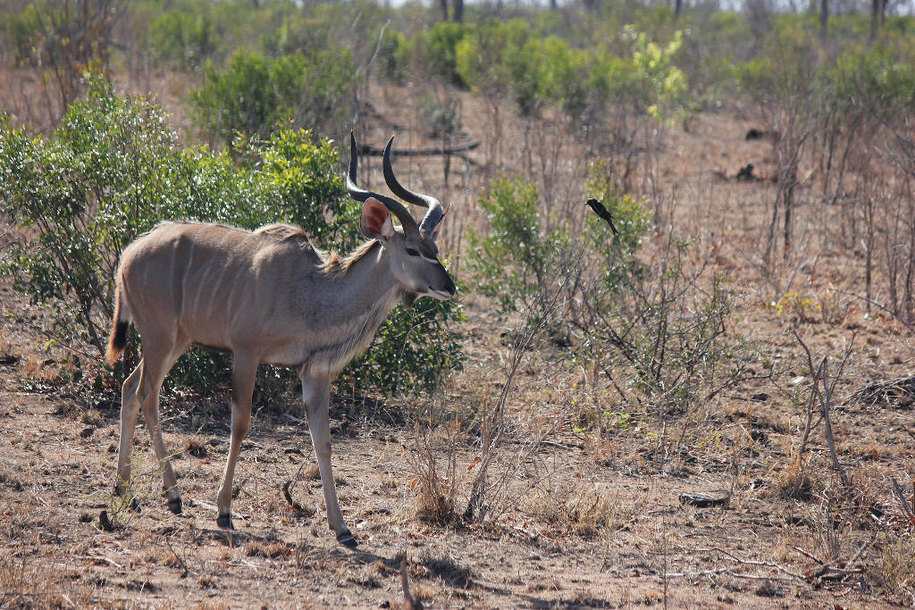 Mamíferos rumiantes de Tanzania: kudú mayor