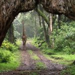 Arusha National Park Walking Safari