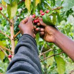 Coffee Tour in Tanzania - Cultural Tours