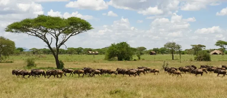 Climas de Tanzania durante los safaris