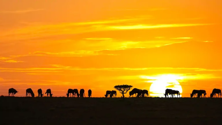 Safaris in Africa: transport to Tanzania