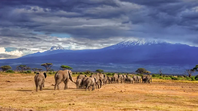Safaris in Tanzania: Serengeti, Ngorongoro or Lake Manyara
