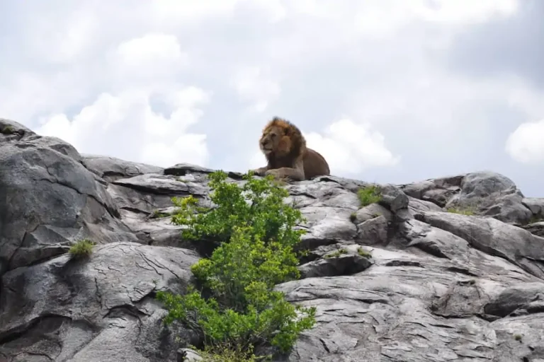 4 DAYS BUDGET CAMPING SAFARI