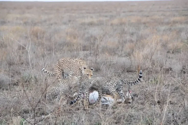 6 DAYS BUDGET CAMPING SAFARI