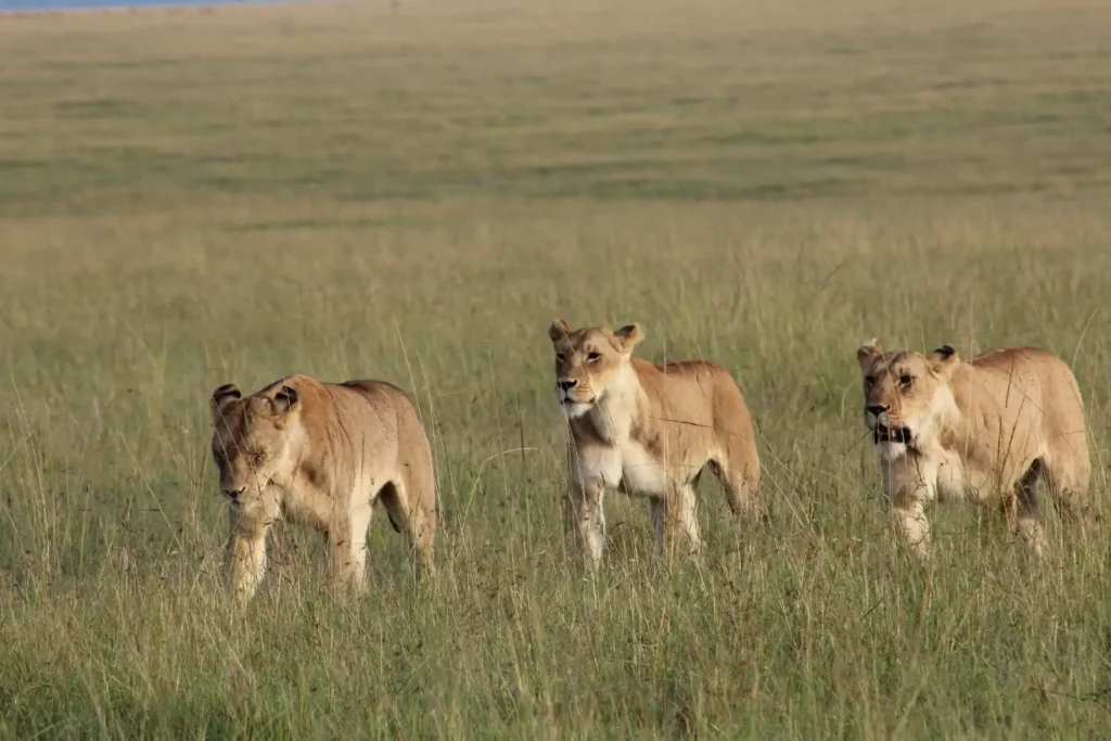 A group of lionesses walking through the Serengeti, their powerful strides showcasing their role as skilled hunters.