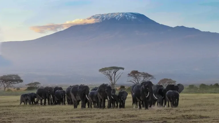 Majestuosos elefantes en el parque nacional de Tarangire