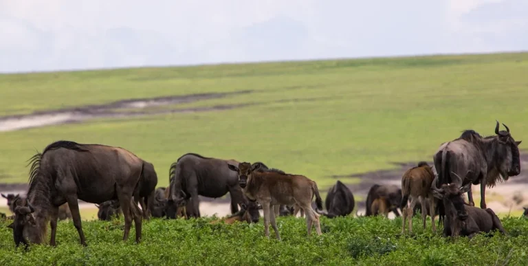 Wildebeests migrating across the plains of the Ngorongoro Crater, part of the region's rich wildlife