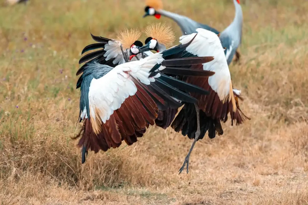 Exotic birds on my trip to Tanzania