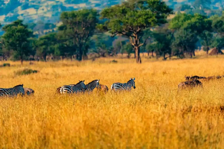 Tanzanian National Parks with zebras