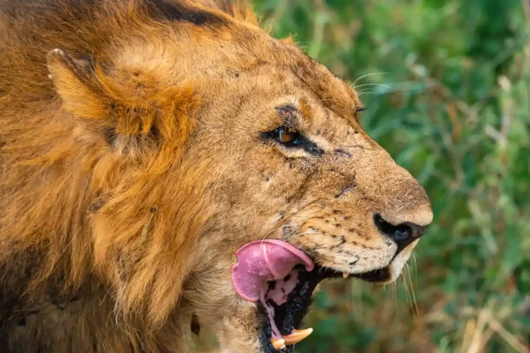 Serengeti National Park