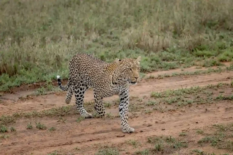 Leopard in the National Parks of Tanzania