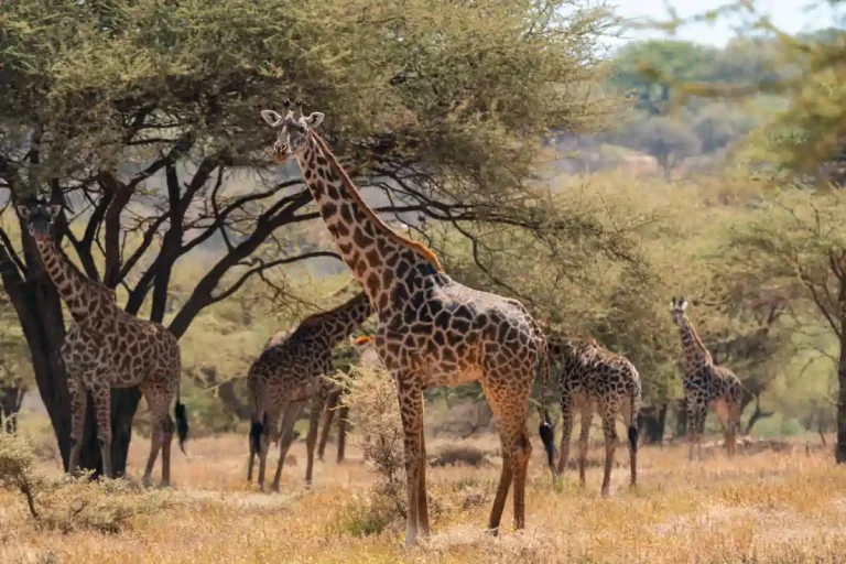 Tarangire National Park