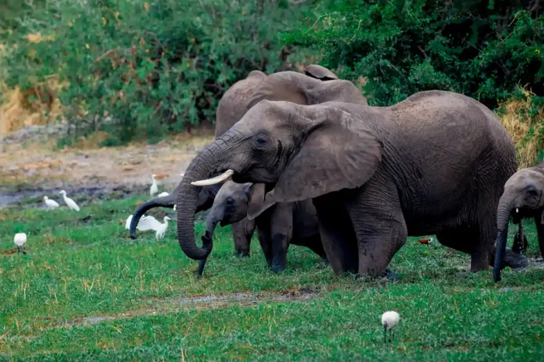 Tanzanian National Parks with Elephants