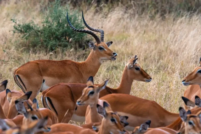 Tarangire National Park