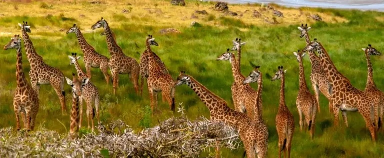 Arusha National Park