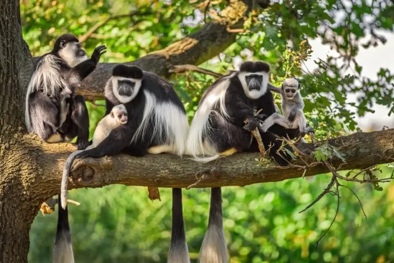 Colobus monkeys in Arusha, Tanzania