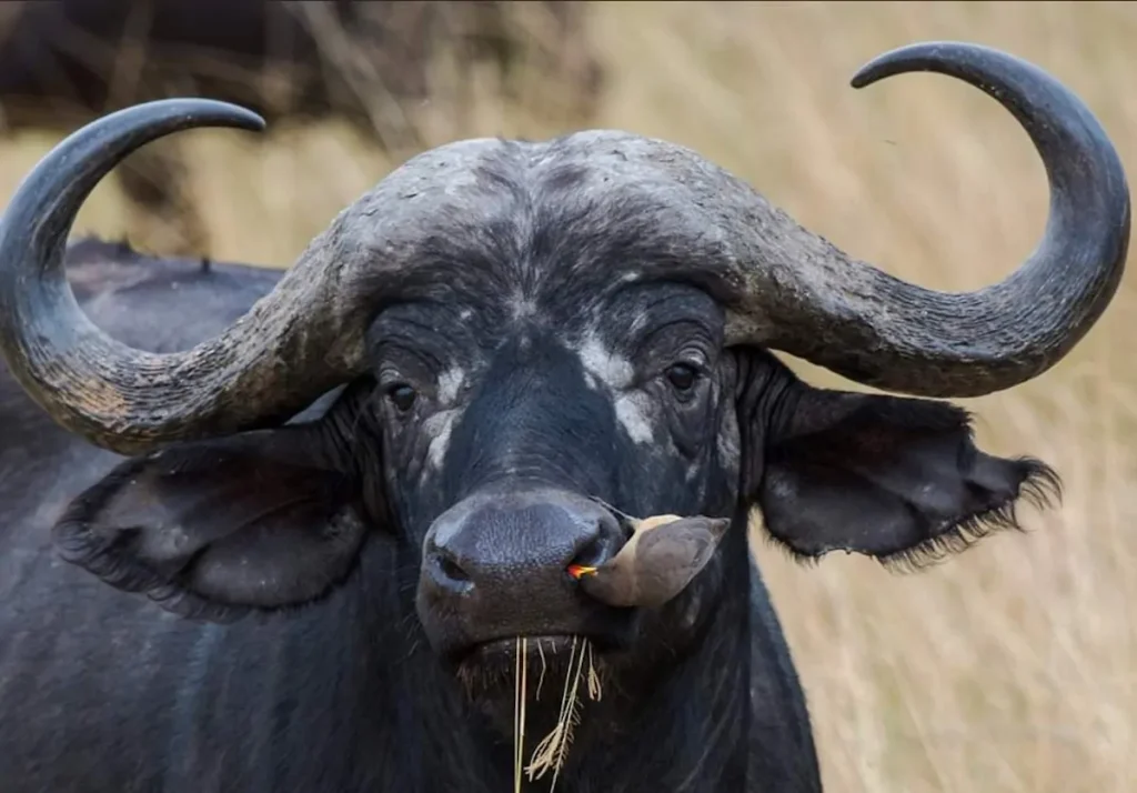 Safaris África United