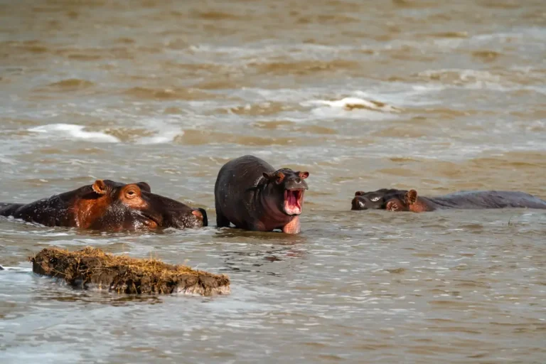 Lake Manyara National Park