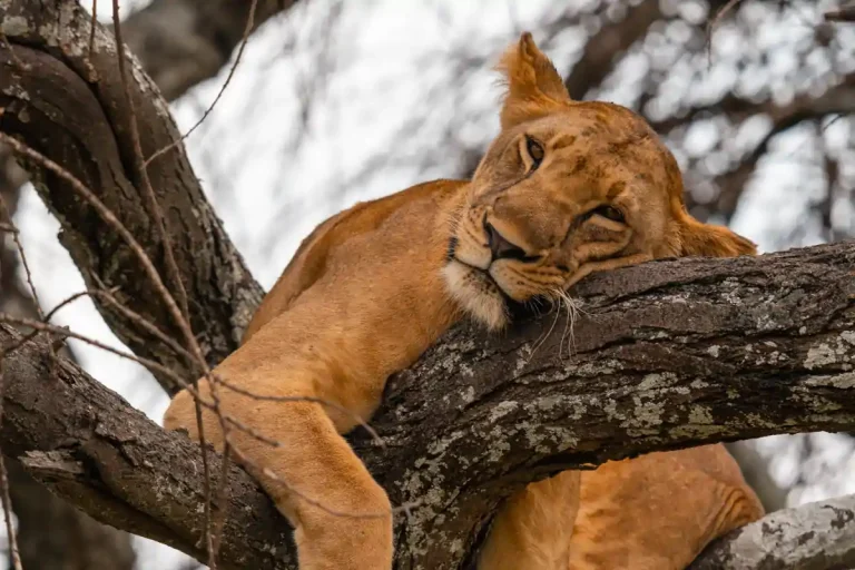 Climbing lioness