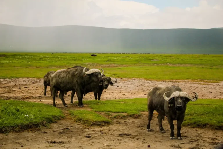 Ngorongoro Conservation Area