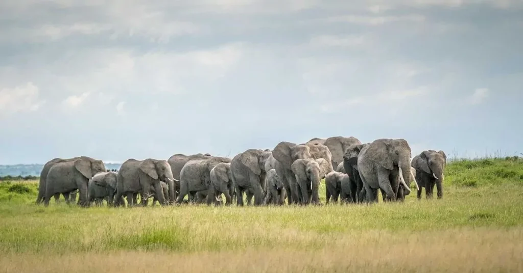 Herd of Tanzanian elephants
