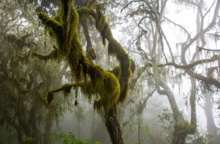 Kilimanjaro rainforest
