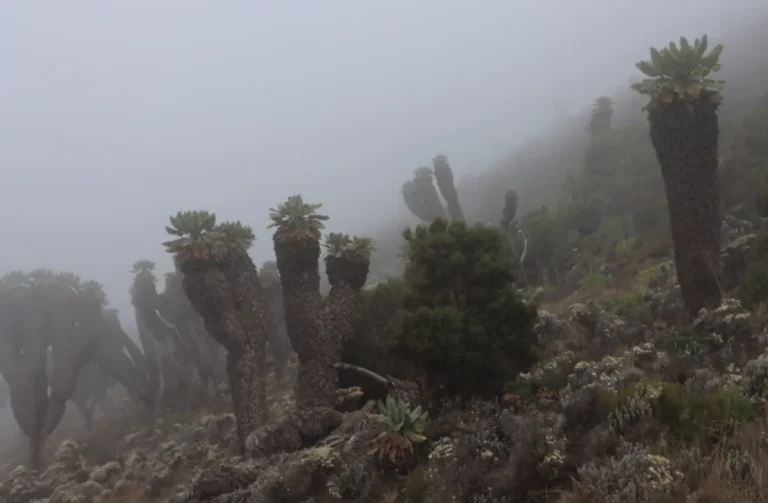 Kilimanjaro Heath and Moorland