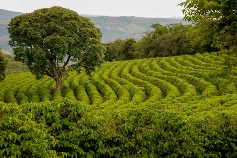 Farmland at the base of Kilimanjaro