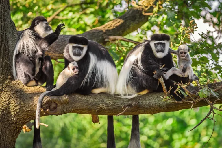 Colobus monkeys